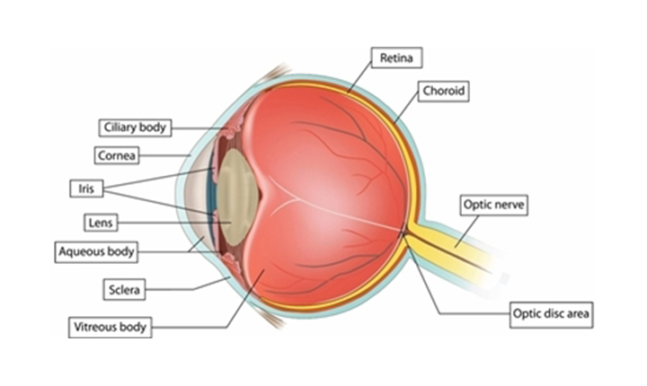 Anatomical diagram of the eye with parts labeled: Cornea, Ciliary body, Iris, Lens, Aqueous body, Sclera, Vitreous body, Retina, Choroid, Optic nerve, and Optic disc area.