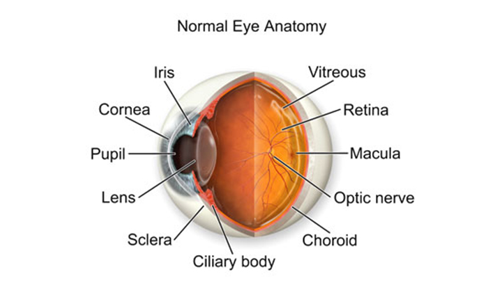 Normal Eye Anatomy. Labels: Iris, Cornea, Pupil, Lens, Sclera, Ciliary body, Vitreous, Retina, Macula, Optic nerve, Choroid.