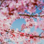 Embrace Spring with Cherry Blossom Inspired Glasses from Zenni