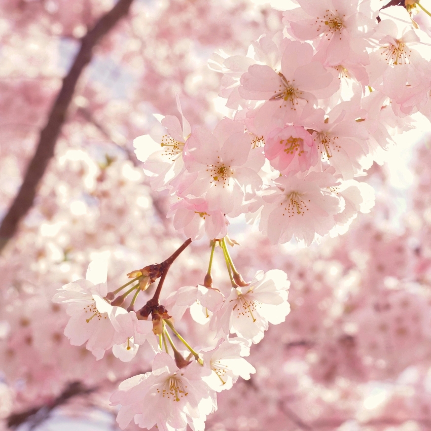 Pink cherry blossoms in full bloom.