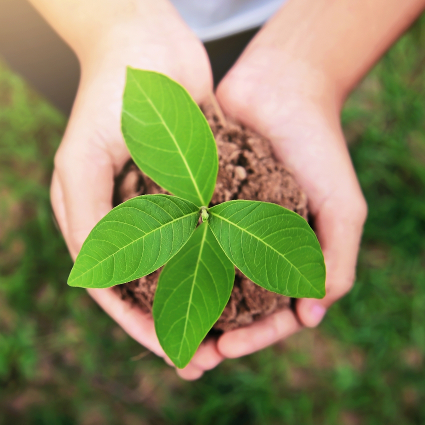 Hands holding a small plant with four green leaves and soil.