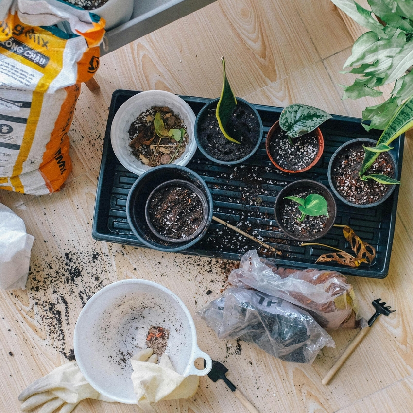 Various potted plants in a black tray beside scattered soil and gardening tools on a wooden floor.