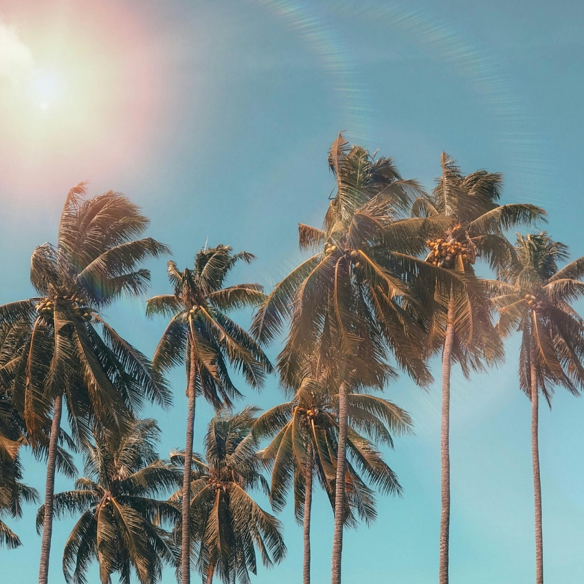 Tall palm trees with sunlight filtering through, set against a clear blue sky.