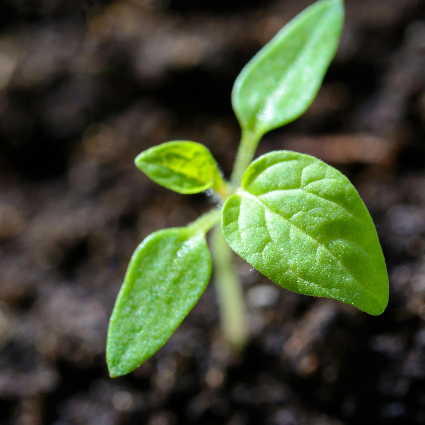 Close-up of a small green seedling with three leaves against a dark blurred background.