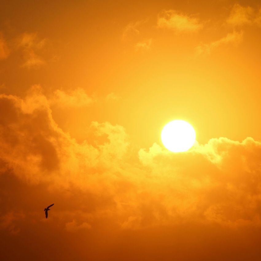 Bright orange sunset with a single bird flying below the sun in a partly cloudy sky.