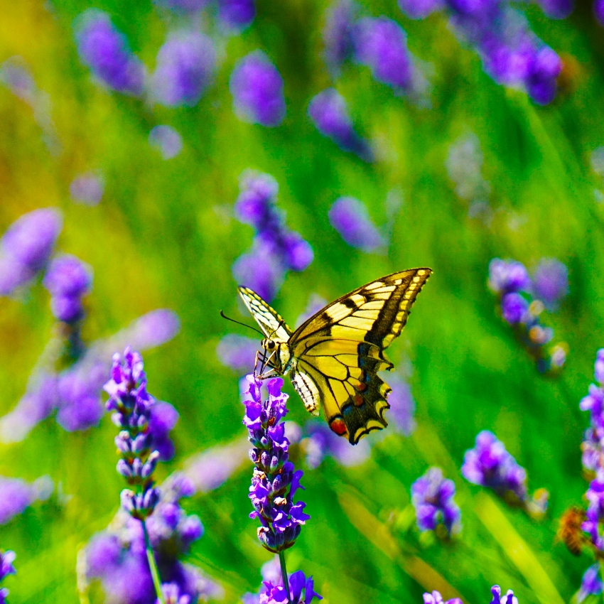 Swallowtail butterfly perched on purple lavender flower.