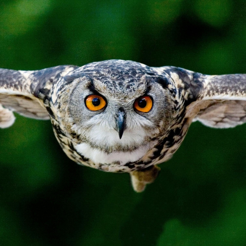 Close-up of an owl in flight with bright orange eyes and brown-spotted feathers against a green background.