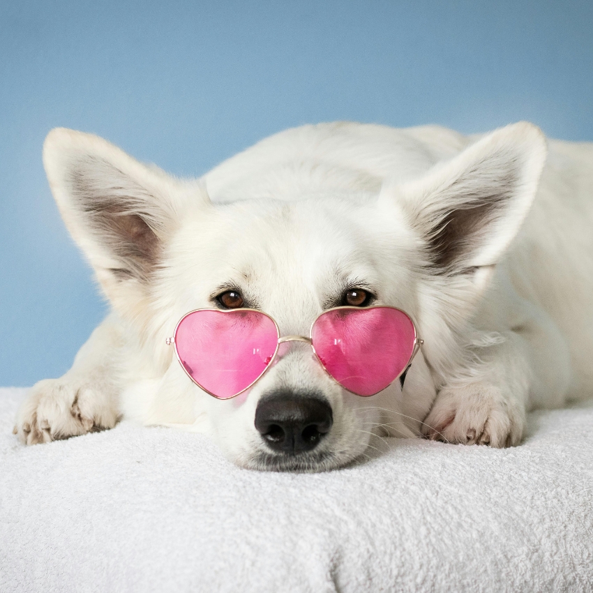 White dog wearing pink heart-shaped sunglasses.