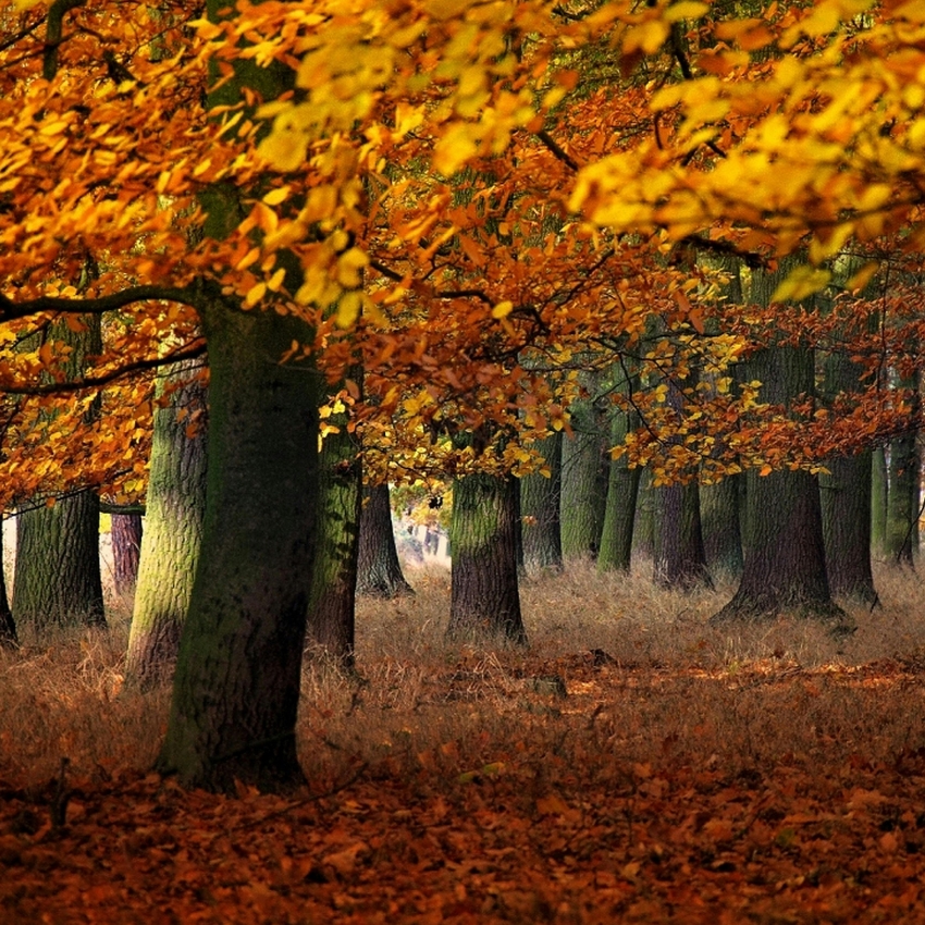 Autumn forest with green-barked trees and orange-yellow leaves falling on the ground.